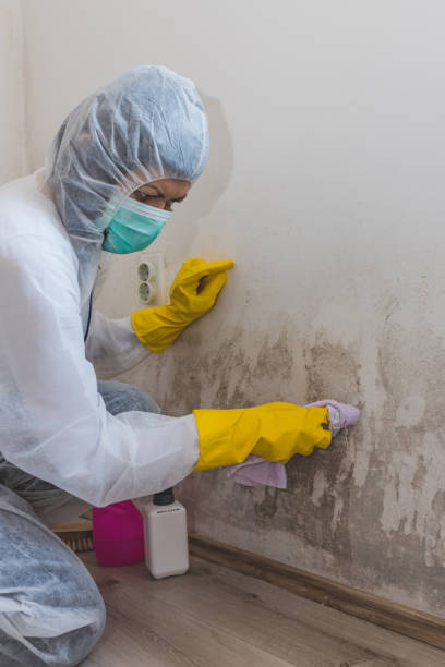 Professional Mold Removal in Lincoln, AR